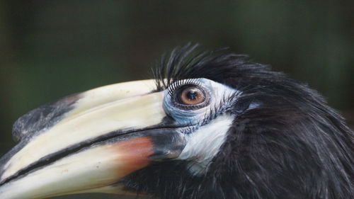 Close-up of a bird