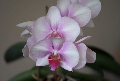 Close-up of pink orchid flower