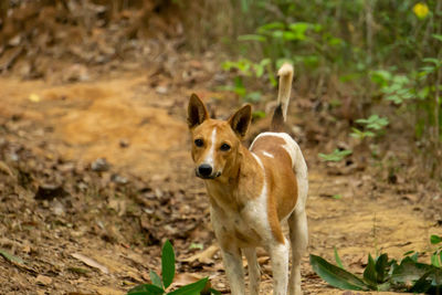 Portrait of dog standing on field