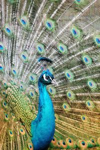 Close-up of peacock