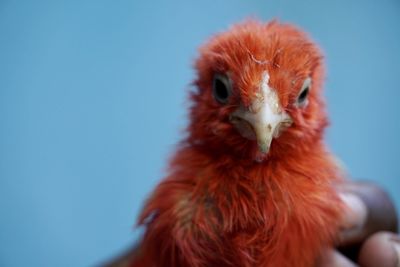 Colorful cute red color baby chick hen kept in a girl hand. portrait of baby hen holding in hands. 