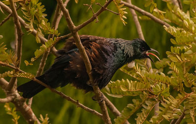 Close-up of bird perching on branch