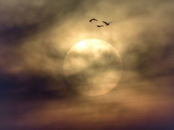 Low angle view of bird flying in sky