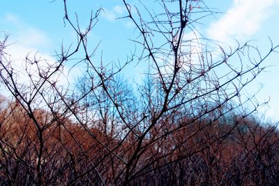 Low angle view of bare trees against sky