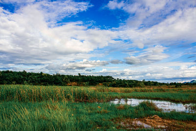 Scenic view of field against sky