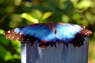 Close-up of butterfly on wooden post