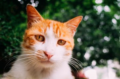 Close-up portrait of cat