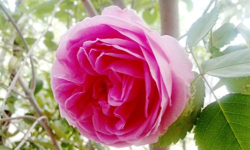 Close-up of pink flower blooming outdoors