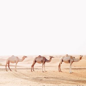 Camels in desert against clear sky