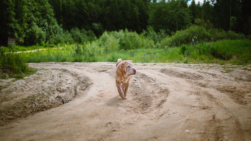 Dog walking on dirt road