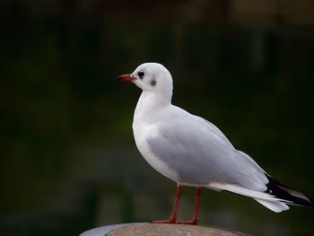 Close-up of seagull perching outdoors