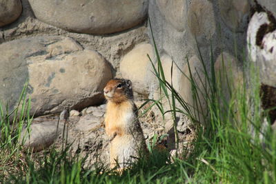 Cat sitting on rock