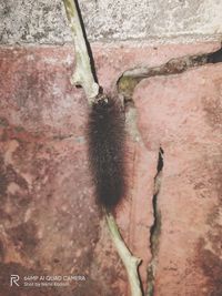 Close-up of insect on wall