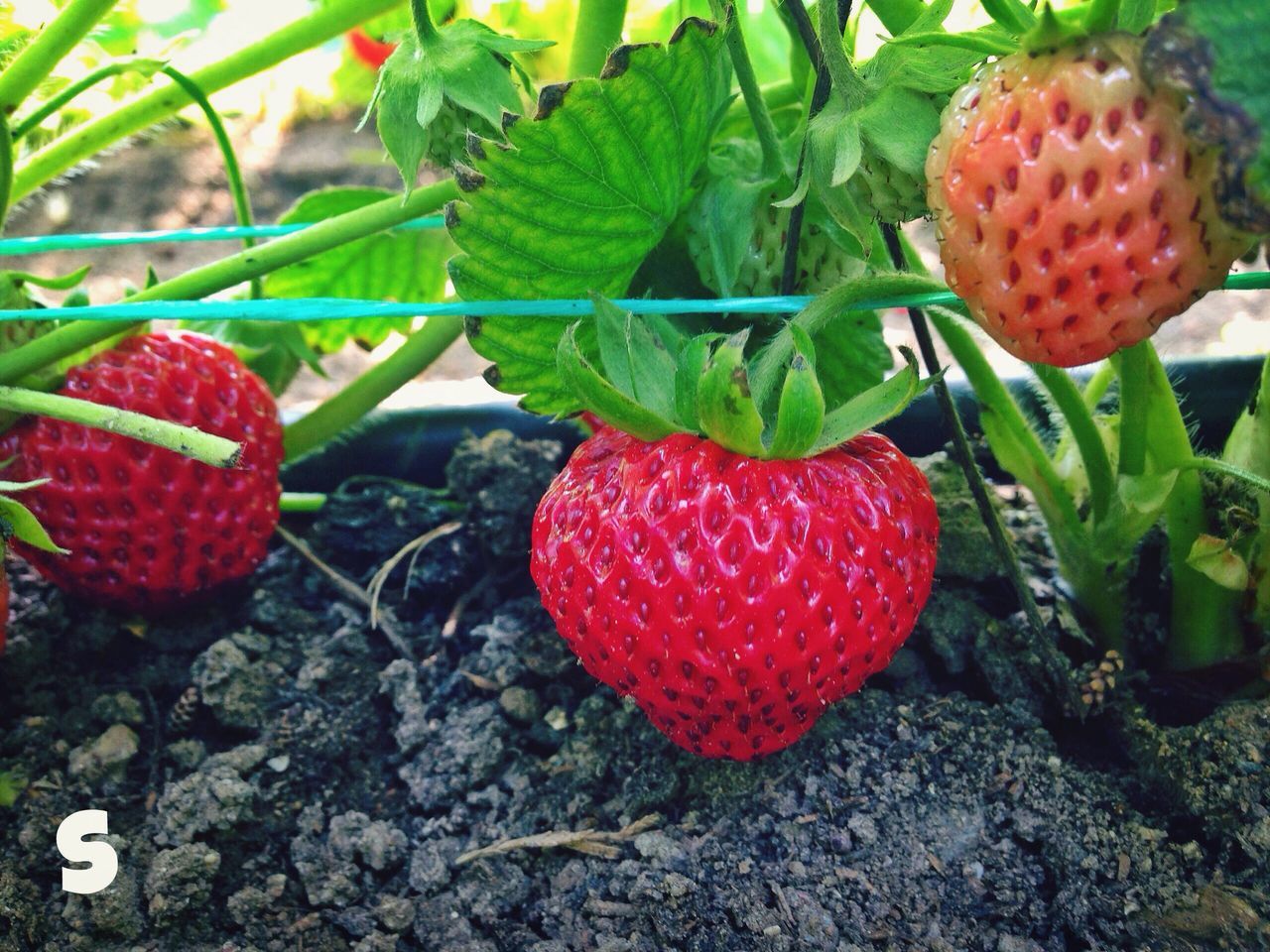 Harvest