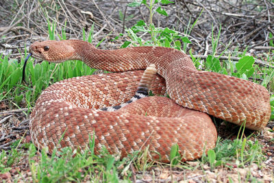 Close-up of a bird on land