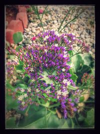 Close-up of purple flowers