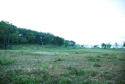 Trees on field against clear sky