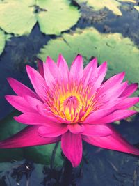 Close-up of lotus water lily in lake