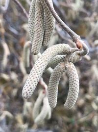 Close-up of flowering plant