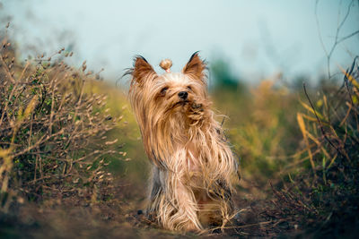 Portrait of dog on field