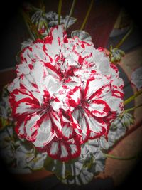 Close-up of red flowers