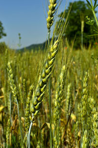 One red poppy flower in golden wheat field during summer at countryside in transylvania.	
