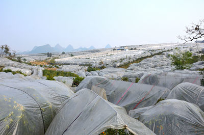 Kumquat trees covered by plastic on the fields of yangshuo, guilin, china