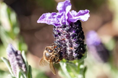 Close-up of bee pollinating on purple flower