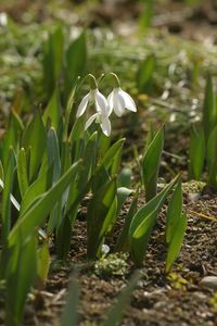 Close-up of white flowering plants on field