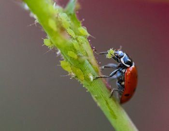 Close-up of insect