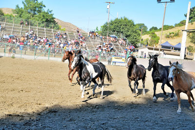 Group of people riding horses