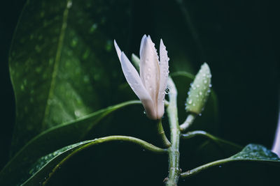 Close-up of raindrops on purple flowering plant