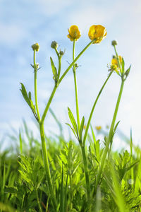 Close-up of yellow flowers blooming in field