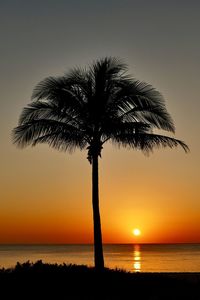 Silhouette palm tree against sea during sunset