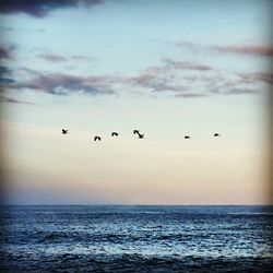 Birds flying over sea