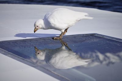 A snowy sheathbill in the beagle channel