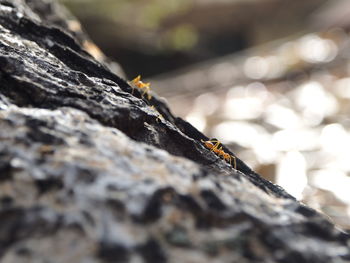 Close-up of ant on rock