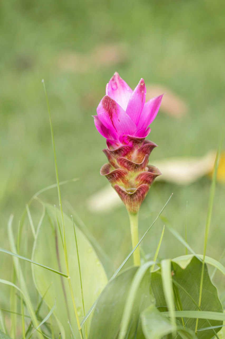 CLOSE-UP OF PINK LOTUS WATER LILY IN GARDEN