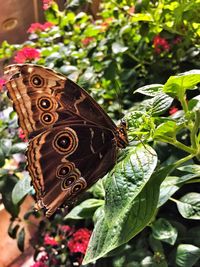 Close-up of butterfly on plant