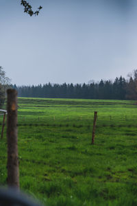 Scenic view of grassy field against sky