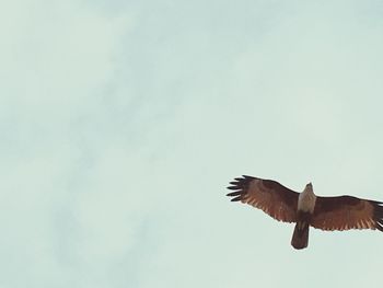 Low angle view of eagle flying against sky