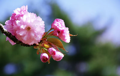 Close-up of pink flowering plant