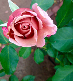 Close-up of pink rose blooming outdoors