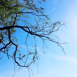 Low angle view of bare tree against blue sky