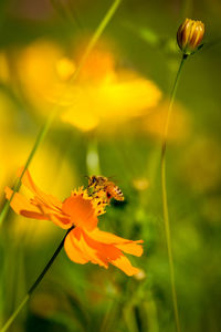 Close-up of butterfly pollinating on yellow flower