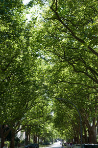 Low angle view of trees against sky