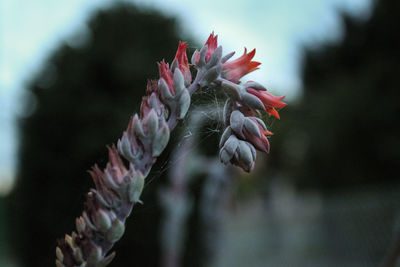 Close-up of red flowering plant