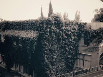 Trees in city against clear sky