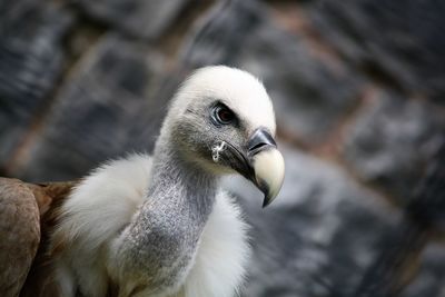 Close-up of a bird