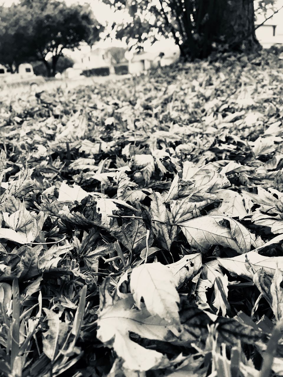 garbage, abundance, field, no people, paper, outdoors, nature, day, close-up